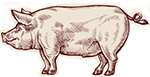 The Pig - illustrated